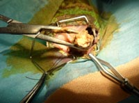 Operación de un camaleón Calyptratus por obstrucción digestiva