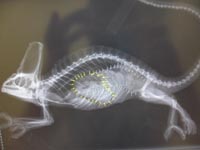 Radiografía de un camaleón calyptatus.