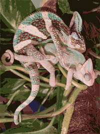 Reproducción camaleón calyptratus