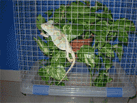 Terrario camaleón calyptratus hembra