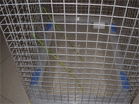 Cables para trepar 1