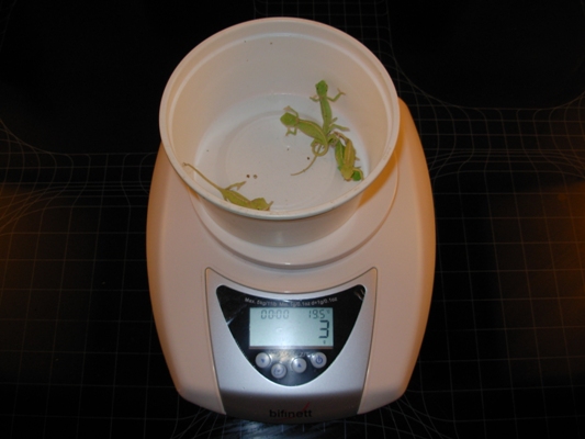 Cinco cr�as pesan s�lo 3 gramos