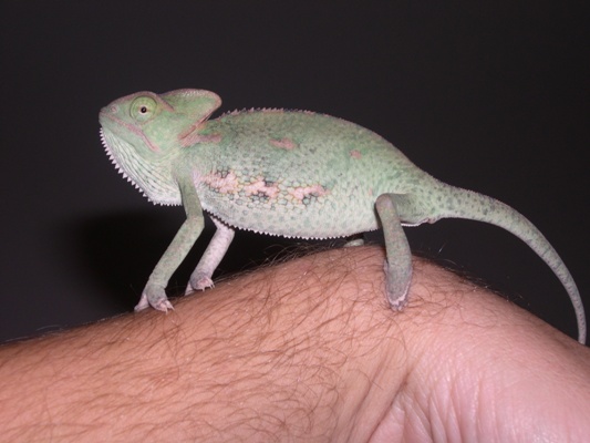 Hembra joven de camale�n calyptratus