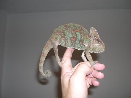 Macho de camale�n calyptratus con una librea poco llamativa.