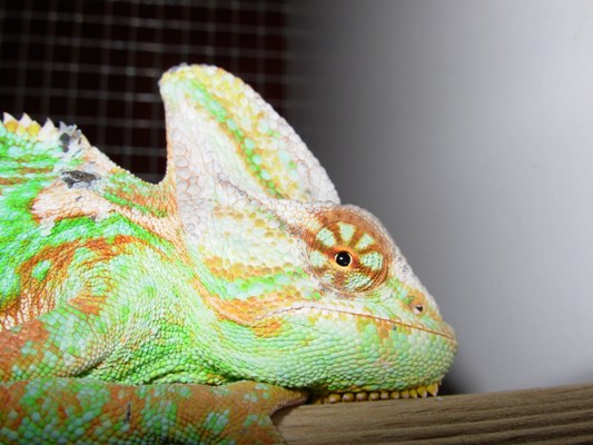 Cabeza de un camale�n calyptratus macho.