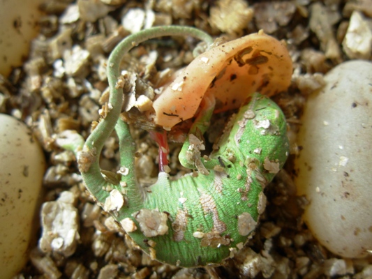 Cr�a de camalen calyptratus con su saco vitelino a�n dentro del huevo. Se mantiene unido a �l por un cord�n umbilical. En este caso es m�s normal que �ste se seque y se desprenda.