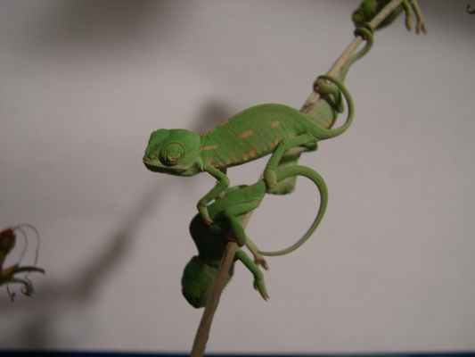 Unsa cr�as en una rama