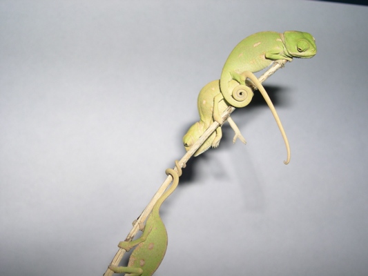 Unas cr�as en una rama