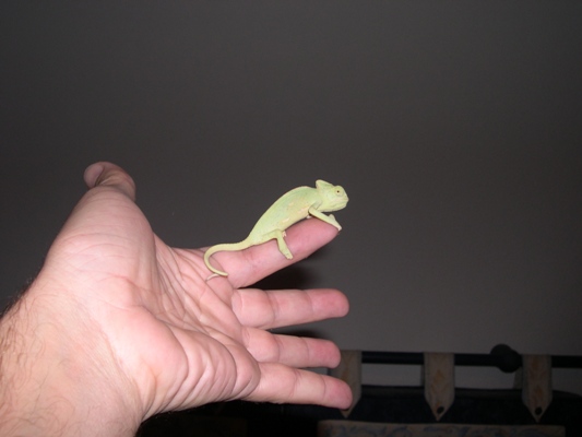 Hembra peque�a de camale�n calyptratus