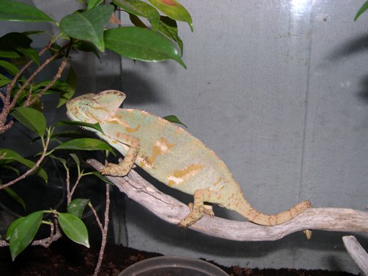 Hembra gestante de camale�n calyptratus