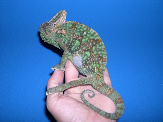 Macho de un camale�n calyptratus con una quemadura. Atentos a la foto anterior, que es el mismo ejemplar mostrando una coloraci�n muy distinta.