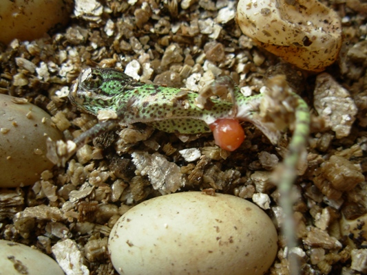 Cr�a de camalen calyptratus con restos de su saco vitelino. Luego se readsorbe.