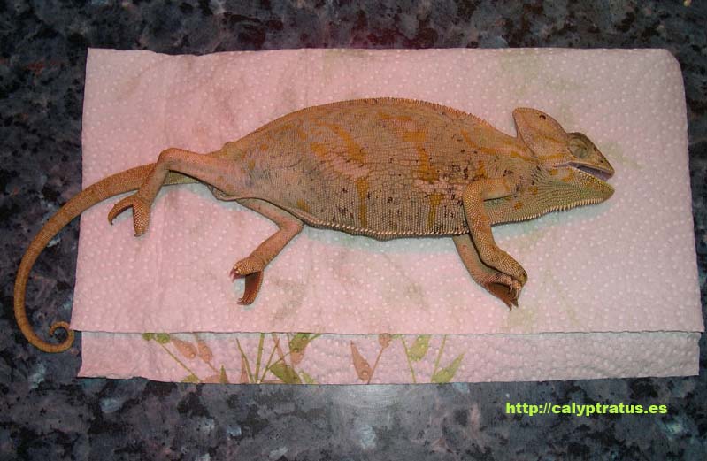 Camaleón calyptratus hembra agonizando