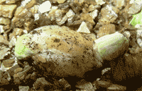 Nacimiento de calyptratus gemelos.