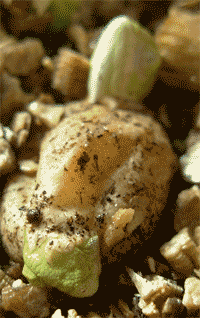 Nacimiento de calyptratus gemelos.