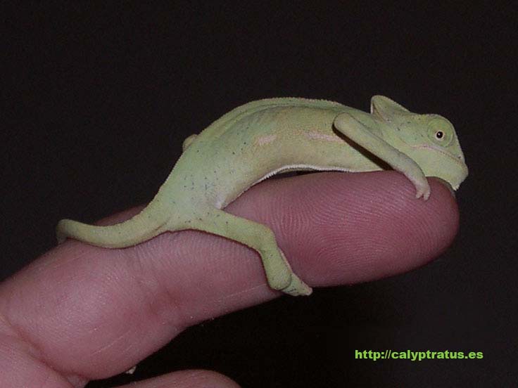 Hembra de camaleón calyptratus de dos meses