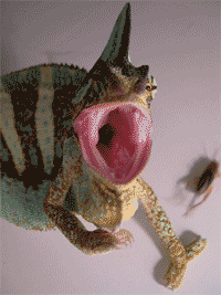 Camaleón calyptratus amenazando.