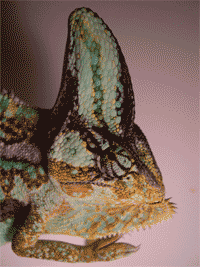 Cabeza de un macho de camaleón calyptratus