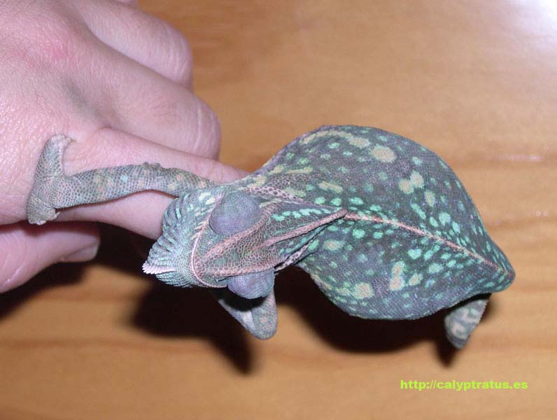 Camaleona calyptratus grávida.