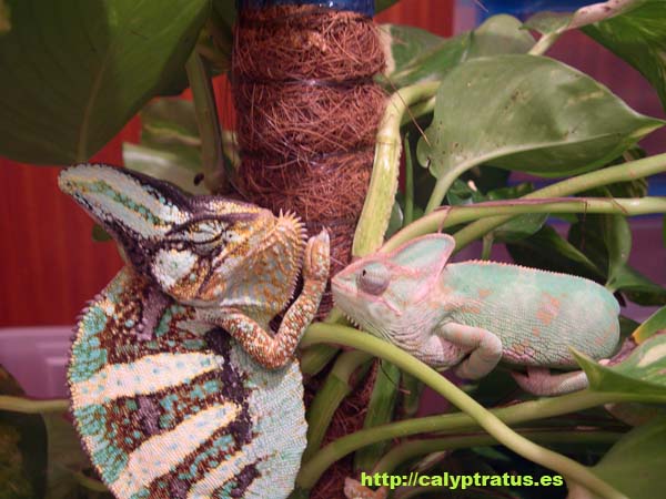 Camaleón calyptratus. Cortejo previo al apareamiento.