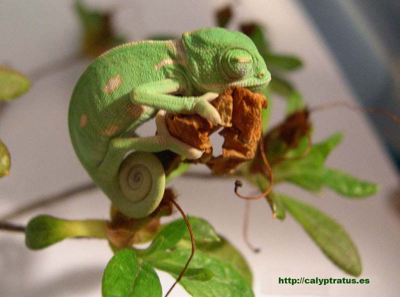 Camaleón calyptratus a los pocos días de su nacimiento.