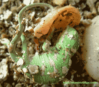 Nacimiento de calyptratus con cordón umbilical.