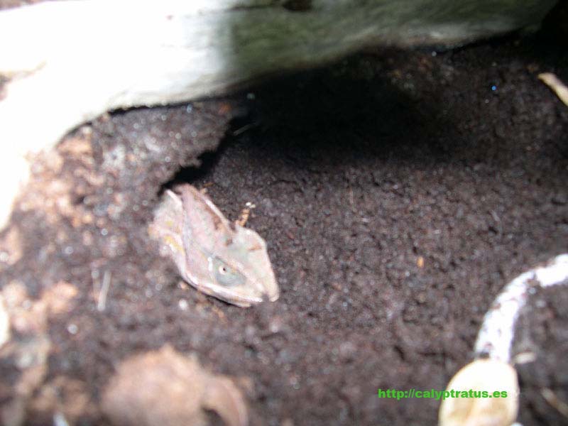 Cueva de puesta de huevos de una calyptratus.