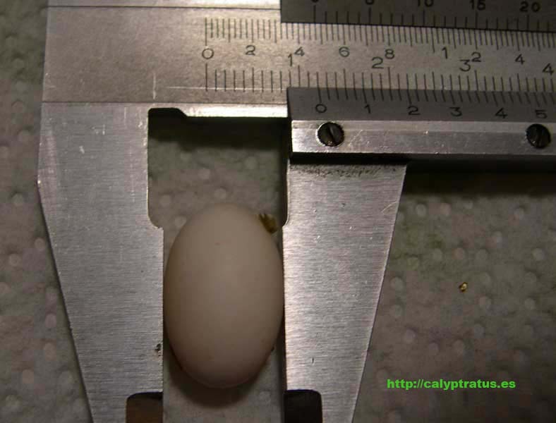 Diámetro de huevo de calyptratus.