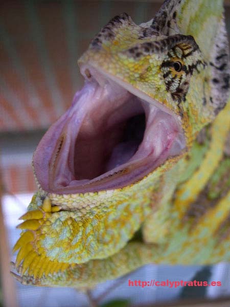 Dientes de un camaleón calyptratus.