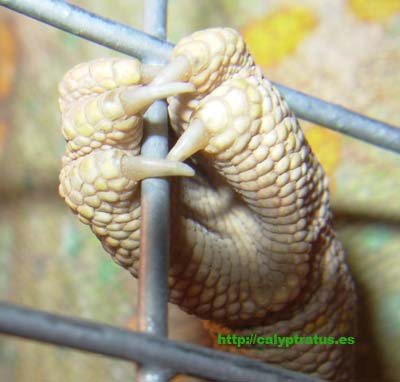 calyptratus adulta hembra