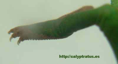 calyptratus cria hembra