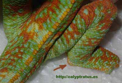 calyptratus adulto macho