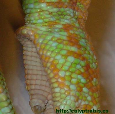 calyptratus adulto macho