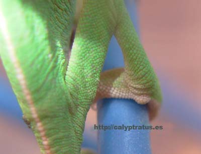 calyptratus cria macho