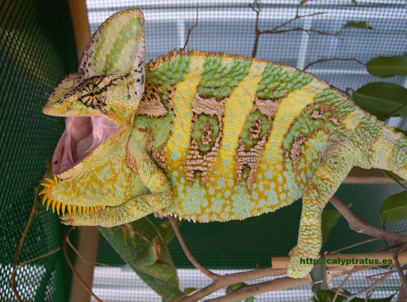 Macho de Camaleón calyptratus