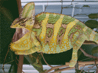 Comportamiento del camaleón