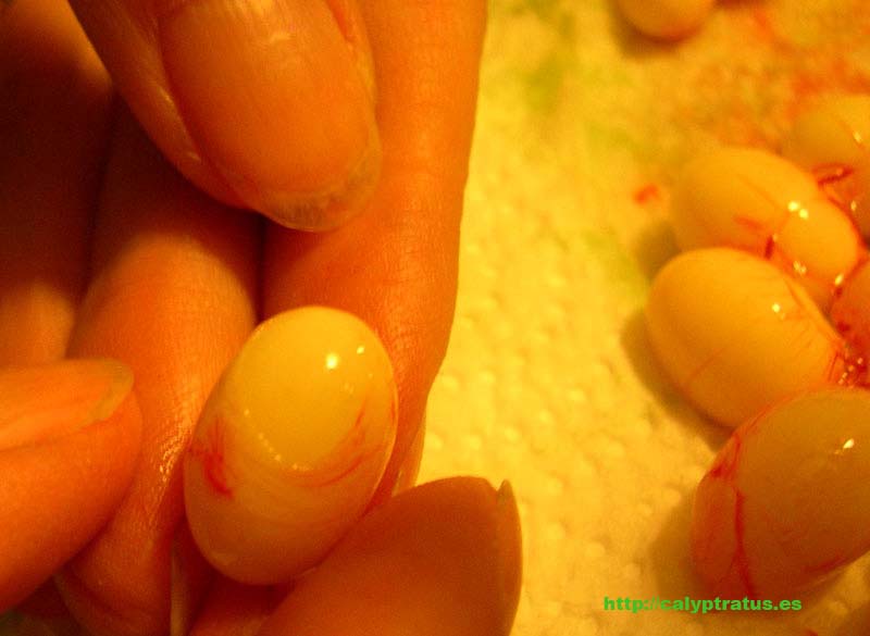 Limpieza de huevos de calyptratus, extraidos post mortem.