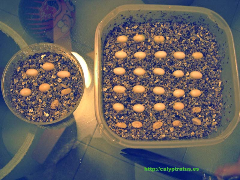 Puesta de huevos de camaleón calyptratus, lista para incubadora.