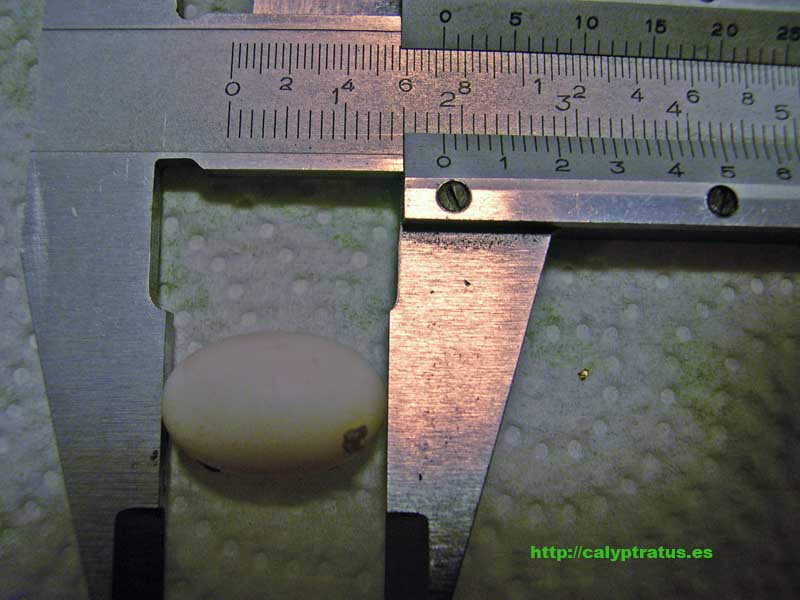 Longitud de un huevo de calyptratus.