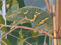 Librea de calyptratus hembra gestante