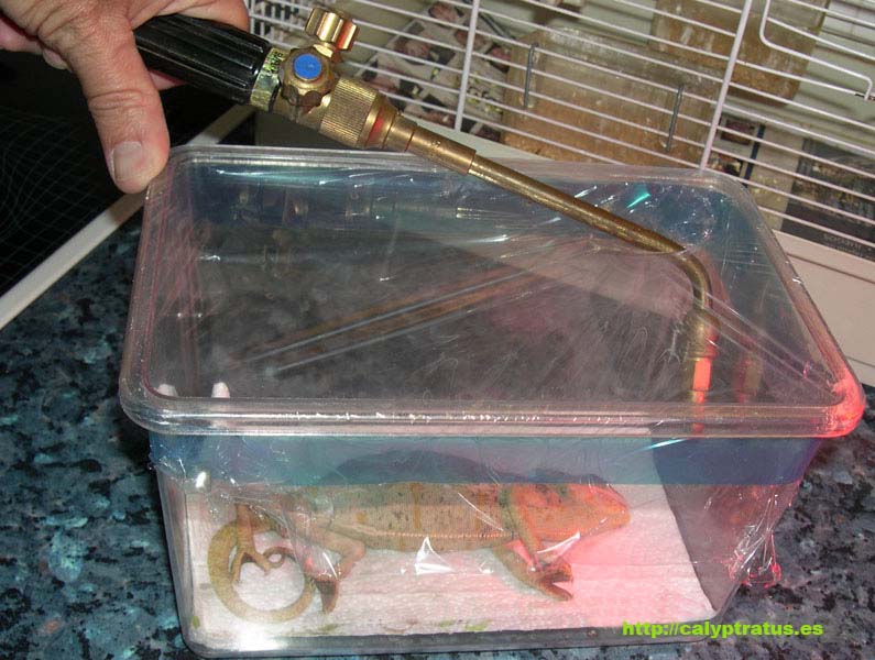 Reanimación por oxigenoterapia a un camaleón calyptratus hembra.