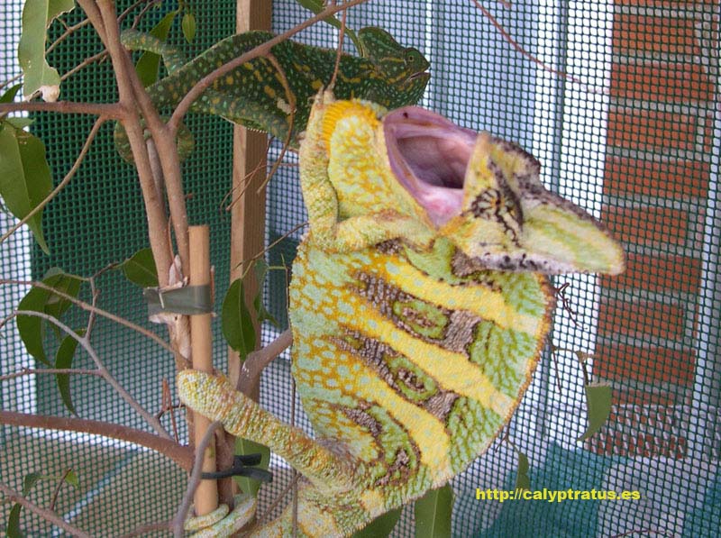 Pareja de calyptratus tras el apareamiento.