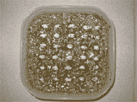 Puesta en vermiculita