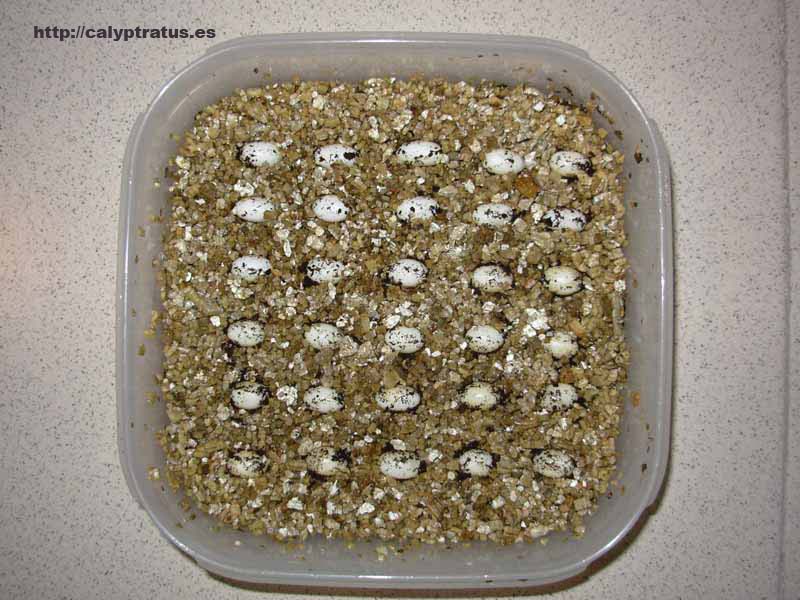 huevos en vermiculita Camaleón calyptratus