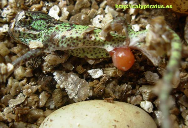 Nacimiento de calyptratus con saco vitelino.