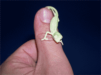 Camaleón calyptratus a los pocos días de su nacimiento.